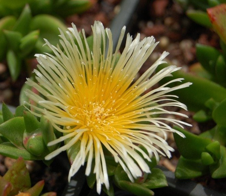 Synaptik: Consciously Created, Advanced Nootropic